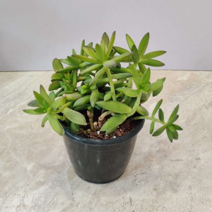 Echeveria Agavoides 12 cm pot