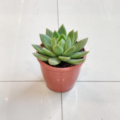 Echeveria Agavoides 8.5 cm pot