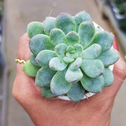 Echeveria 'Apus' 5.5 cm pot