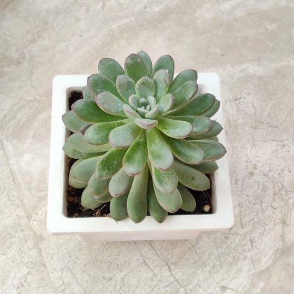 Echeveria 'Big Plant Legans' 15 cm pot