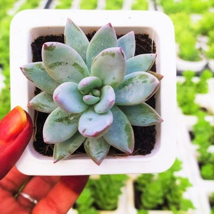 Echeveria 'Blue Bird' 7 cm pot