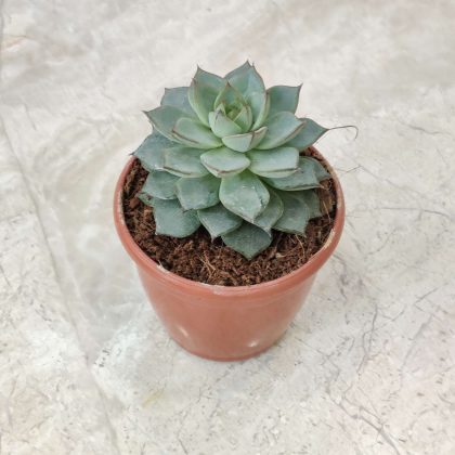 Echeveria Blue Bird 8.5 cm pot