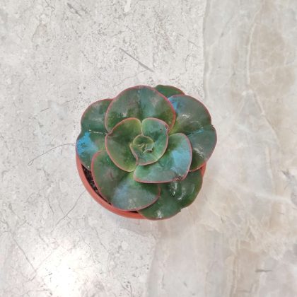 Echeveria 'Brilliant' 8.5 cm pot