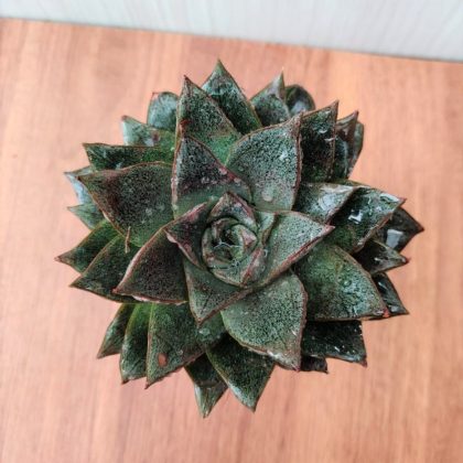 Echeveria Chinensis 8.5 cm pot