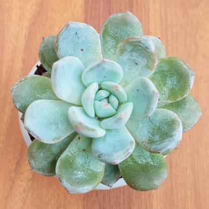 Echeveria Colorata (Variety 2) 8.5 cm pot