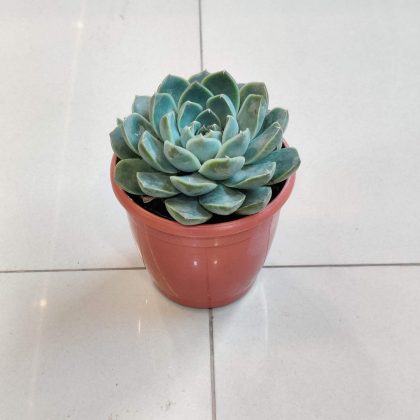 Echeveria Daldia Succulent Plants 8.5 cm pot