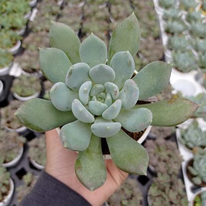 Echeveria Elegans 'Blue' 8.5 cm pot