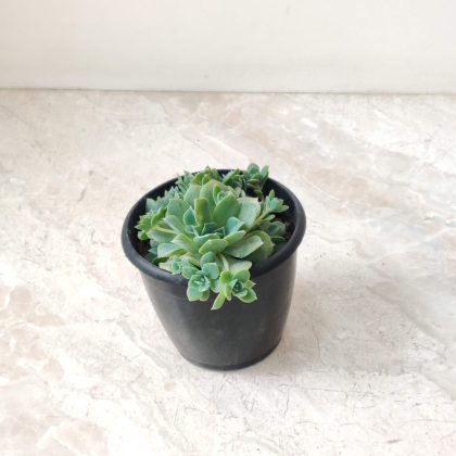 Echeveria Elegans Green 12 cm pot