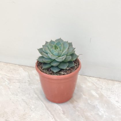 Echeveria Elegans Rose 8.5 cm pot
