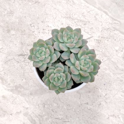 Echeveria Elegans Small 8.5 cm pot