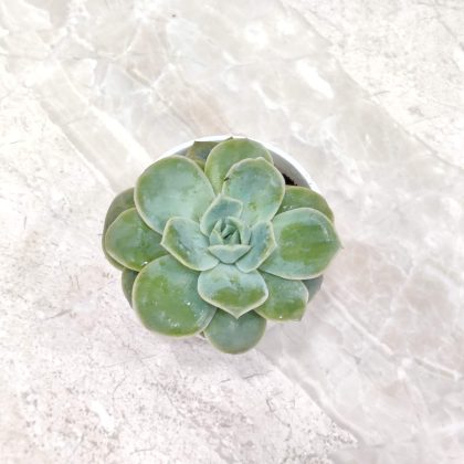 Echeveria Elegans Succulent Plant 8.5 cm pot