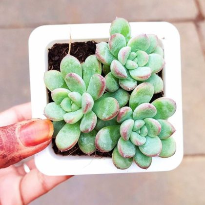 Echeveria 'Ice' A rare Korean Succulent 7 cm pot