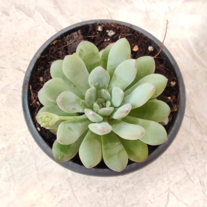 Echeveria 'Ice Green' Succulent Plant 12 cm pot