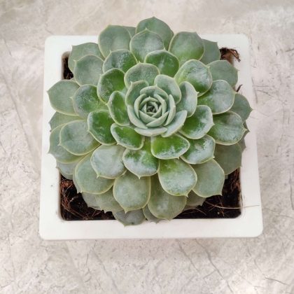Echeveria Onslow Succulent 15 cm pot