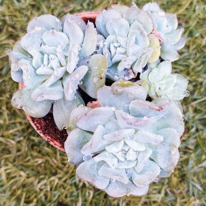 Echeveria Runyonii 'Topsy Turvy' 5.5 cm pot