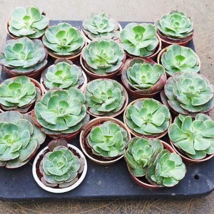 Echeveria Secunda 5.5 cm pot