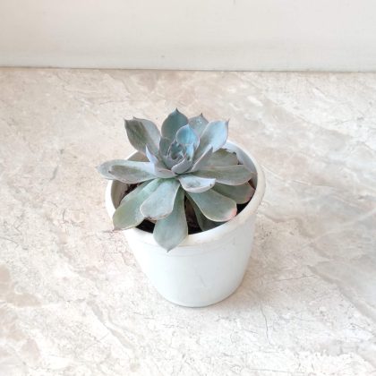Echeveria 'Sky Blue' (Bare Rooted) 12 cm pot