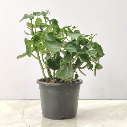 English Evy Green 8.5 cm pot