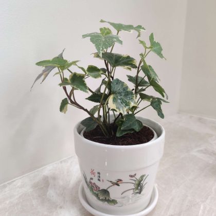English Ivy Plant in Shiny Ceramic Pot