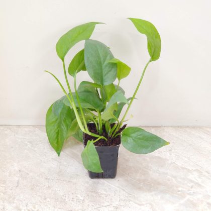 Epipremnum 'Cebu Blue'8.5 cm pot