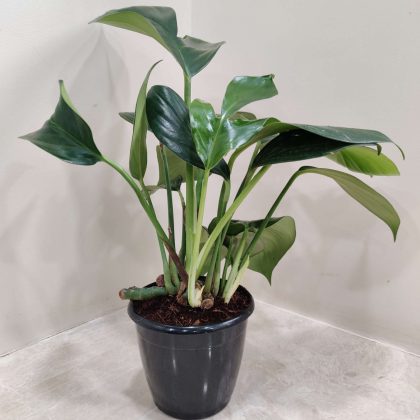 Epipremnum Rhaphidophora12 cm pot