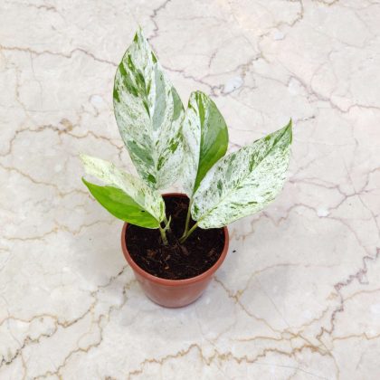 Eplpremunm Plnnatum Marble 8.5 cm pot