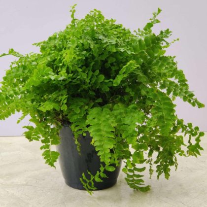 Fern Maidenhair 12 cm pot