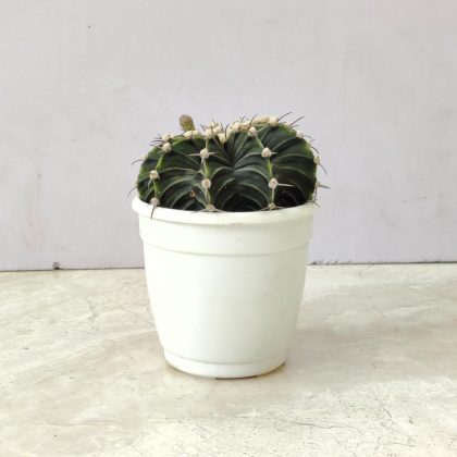 Ferocactus Horridus 8.5 cm pot