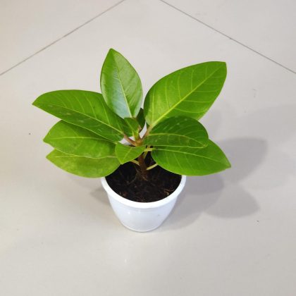 Ficus-Altissima-Golden-Gem-8.5-cm-pot