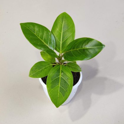 Ficus Altissima 'Yellow Gem' 8.5 cm pot