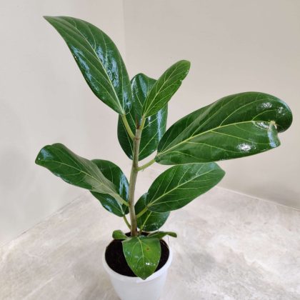 Ficus Benghalensis 8.5 cm pot