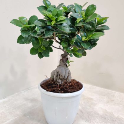 Ficus Bonsai 12 cm pot