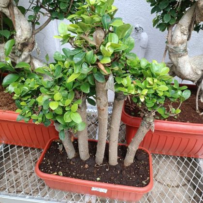 Ficus Bonsai Plant In Plastic Pot