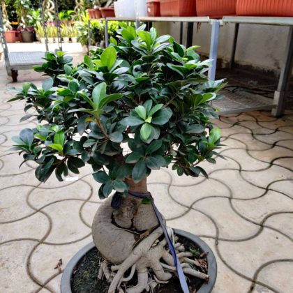 Ficus Bonsai Planter 15 cm pot