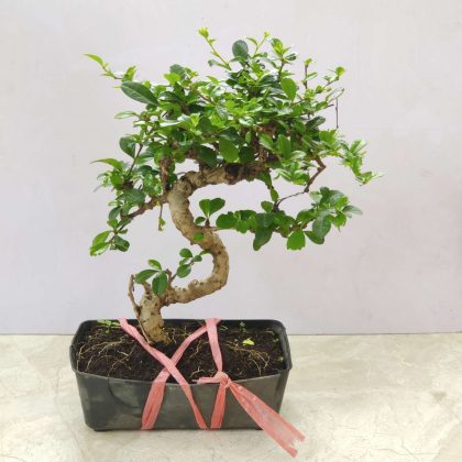 Ficus Bonsai Square Pot
