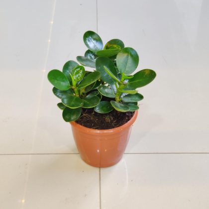 Ficus Clusia Rosea 10 cm pot