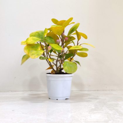 Ficus Deltoidea 'Golden' (Mistletoe Fig) 10 cm pot