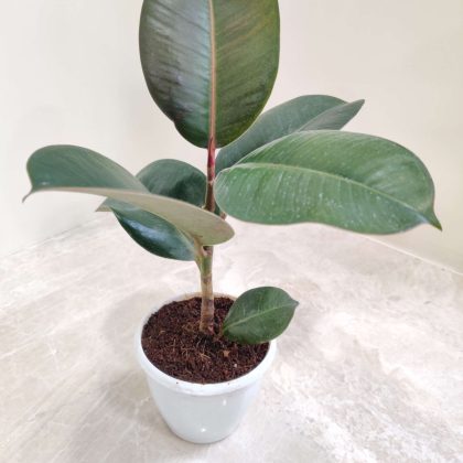 Ficus Elastica Green Rubber 8.5 cm pot