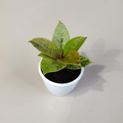 Ficus Elastica Shiverean 8.5 cm pot