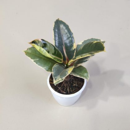 Ficus Elastica 'Tineke' 8.5 cm pot