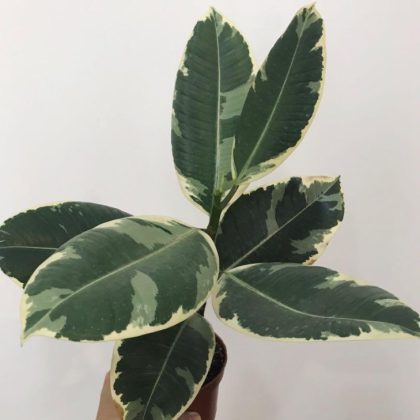 Ficus Elastica Tineke Rubber Plant 12 cm pot