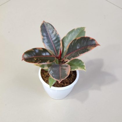 Ficus Elastica Variegatated 8.5 cm pot