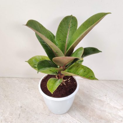 Ficus Elastica ‘Shivereana' 12 cm pot