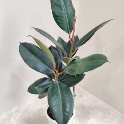 Ficus Green Rubber 12 cm pot