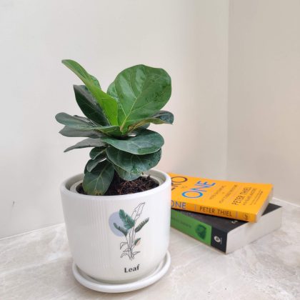 Ficus Lyrata Plant in Leaf Design Ceramic Flower Pots
