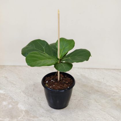 Ficus Lyrata (Umblata) 12 cm pot