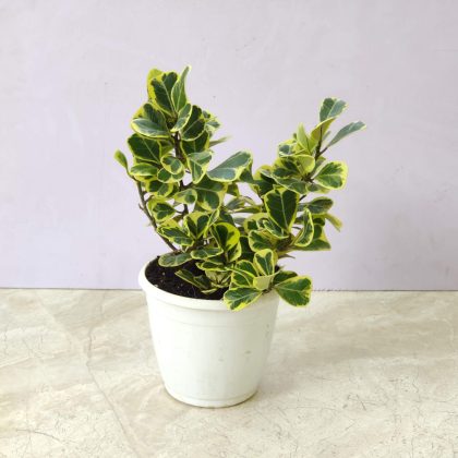 Ficus Plant Ficus Triangulars 12 cm pot