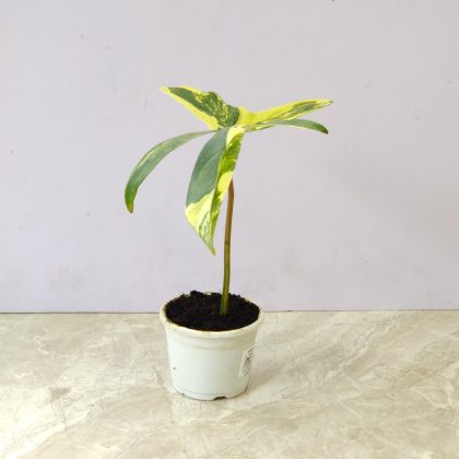 'Florida Beauty' Variegated 8.5 cm pot