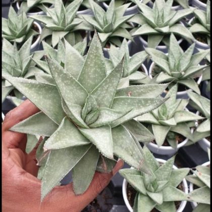 Gasteraloe Silver Swirls 10 cm pot