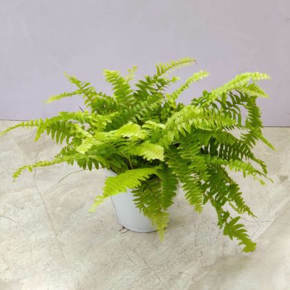 Golden Boston Fern 12 cm pot